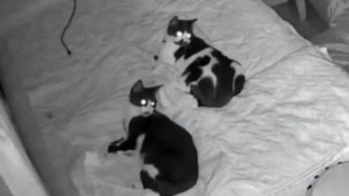 寝ている猫たち
