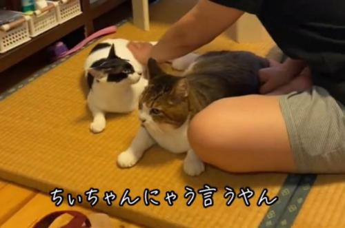 返事をして撫でられる猫