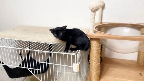 ケージ上にいる子猫