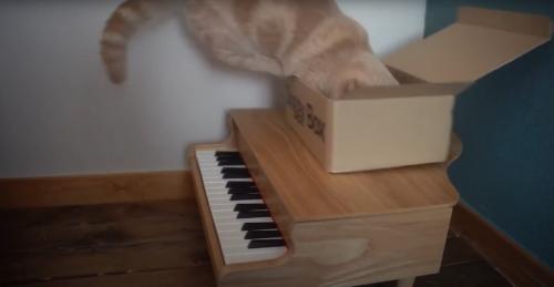 飛ぶ猫