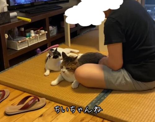 飼い主さんを見る猫