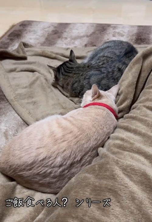 くつろぐ2匹の猫