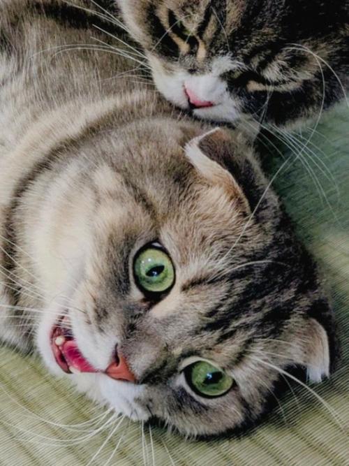 猫に背後から襲われる猫2