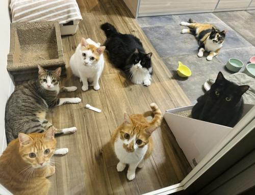 ドア前にいる猫