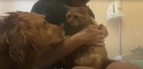 人の膝の上に座っている猫