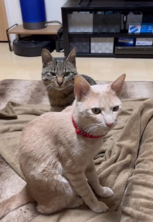 見つめる2匹の猫