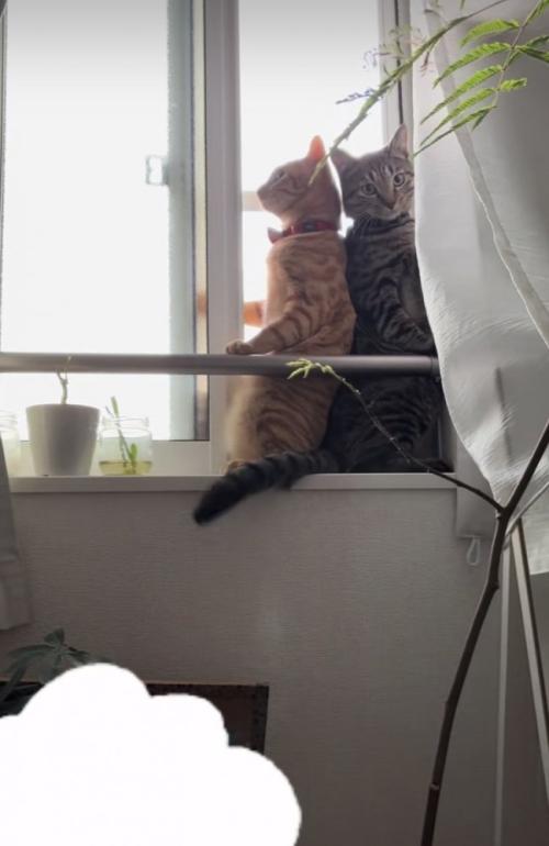 開いた窓のスペースに入るキジトラ猫と茶トラ猫