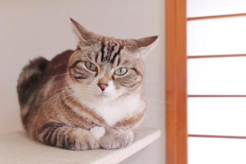イカ耳で見つめる香箱座りの猫