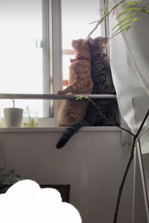 開いた窓のスペースに入るキジトラ猫と茶トラ猫