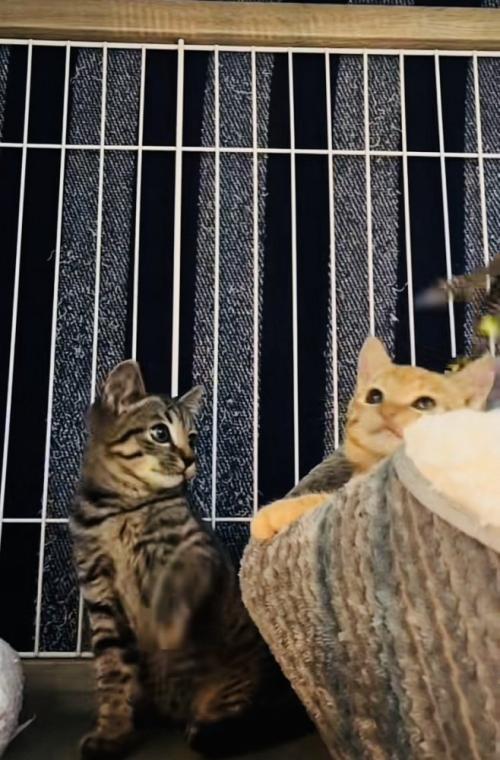 ケージの中で飼い主に遊んでもらう2匹の子猫