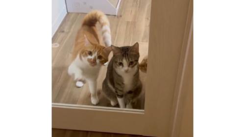 ドア前にいる猫