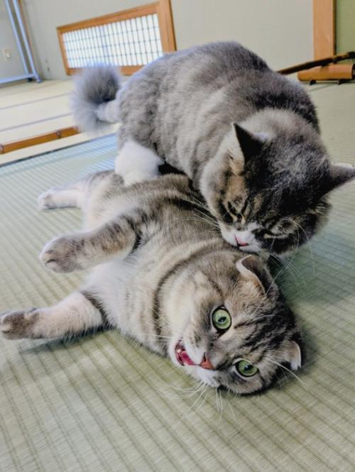 猫に背後から襲われる猫