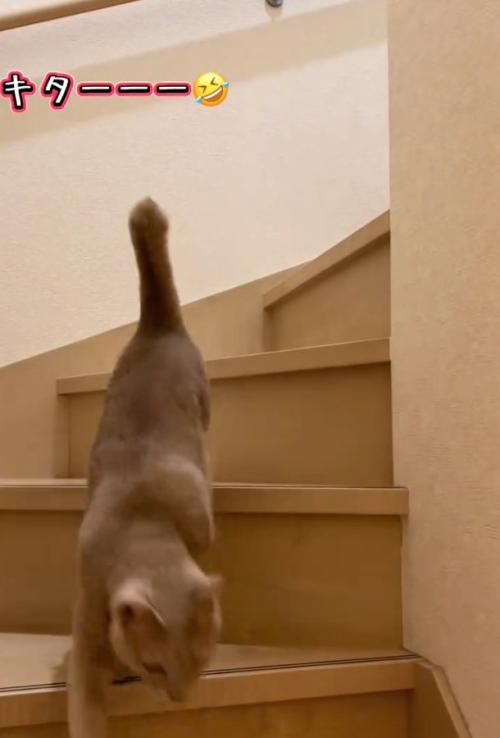 鳴く猫