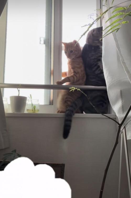 開いた窓のスペースに入るキジトラ猫と茶トラ猫