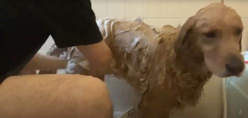 シャンプーされている犬