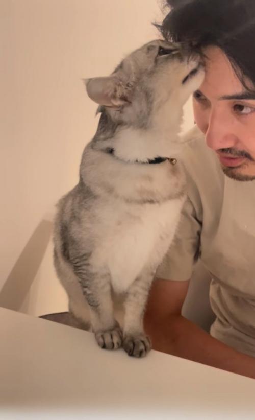 甘える猫