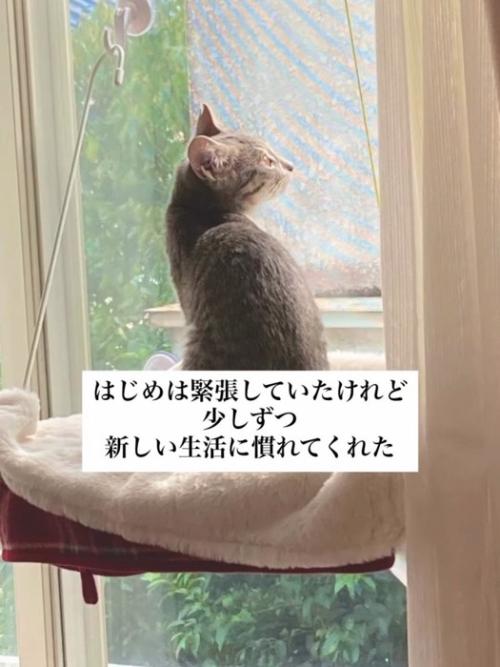 窓の外を見る子猫