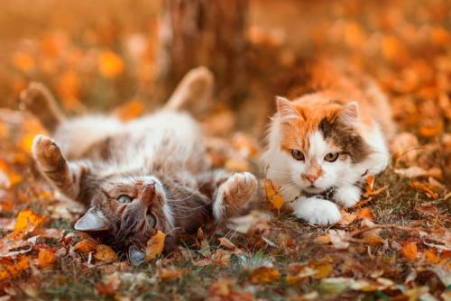 外にいる猫たち