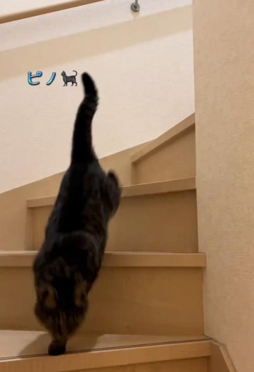 颯爽と下りる猫