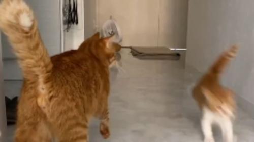 室内にいる猫