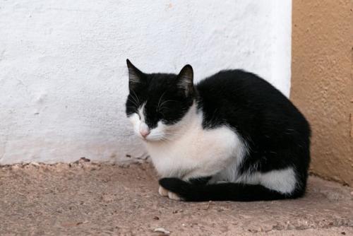 黒い背景の前にたたずむ白黒猫