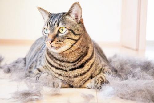 猫と抜け毛
