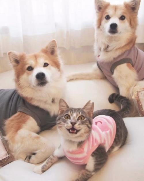 服を着た猫と犬