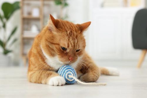 ボールで遊ぶ猫