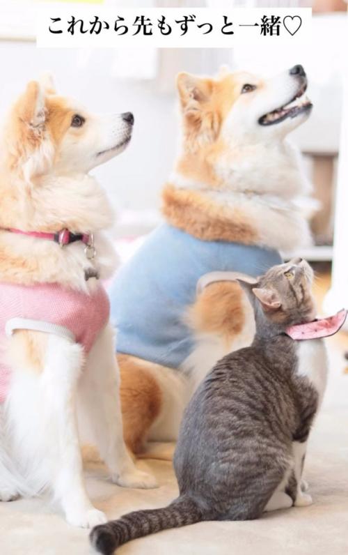 座って見上げる猫と犬