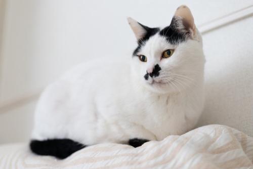 ちょびヒゲの白黒猫