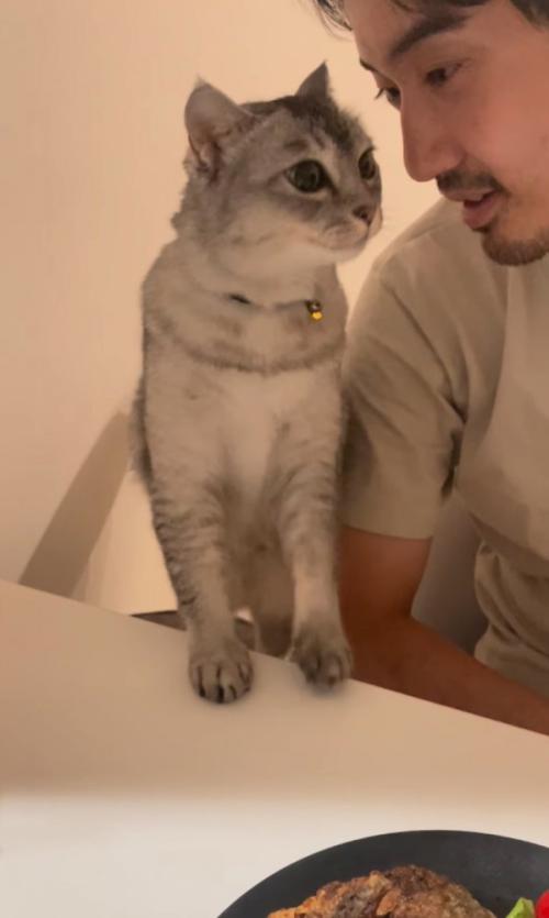 テーブルに足を乗せる猫