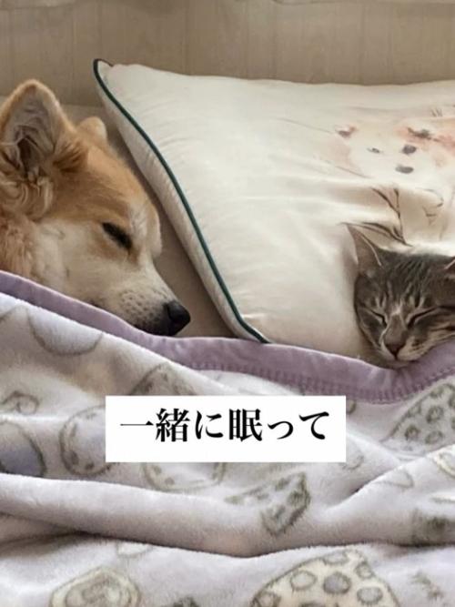 寝ている猫と犬