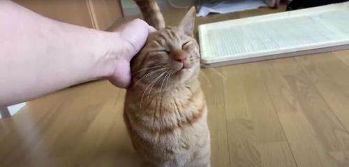人に撫でられている猫