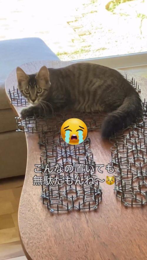 猫よけマットの上に座り込む猫