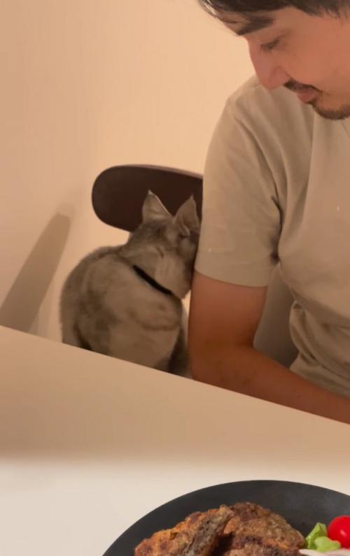 後ろを向く猫