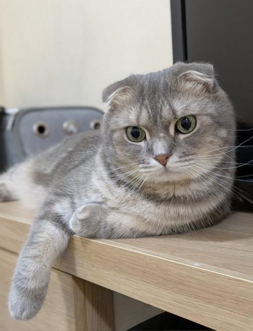 寂しげな表情の猫