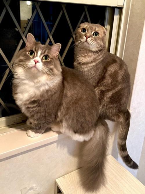 目を見開いてこちらを見る猫2匹