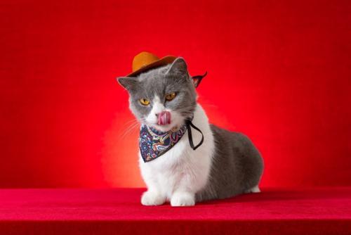 コスプレしている猫