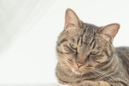 なにか言いたげな顔のキジトラ猫