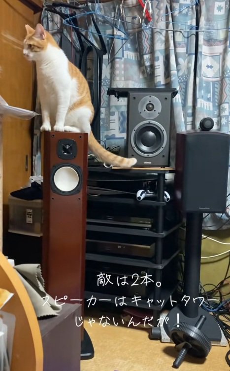 スピーカーの上に乗っている猫