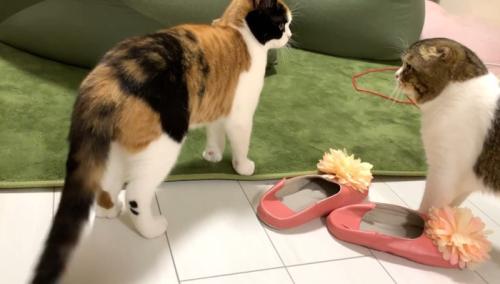向き合うふたり