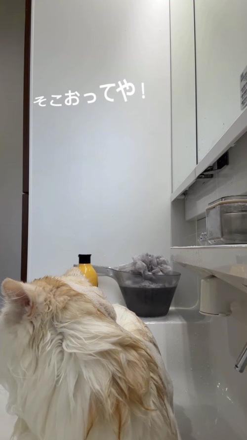 洗面台の前から離れる女性を見つめる猫