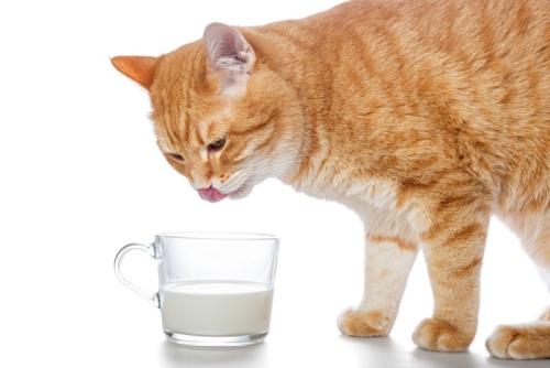 猫と牛乳
