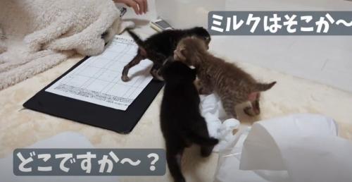 集まる子猫3匹