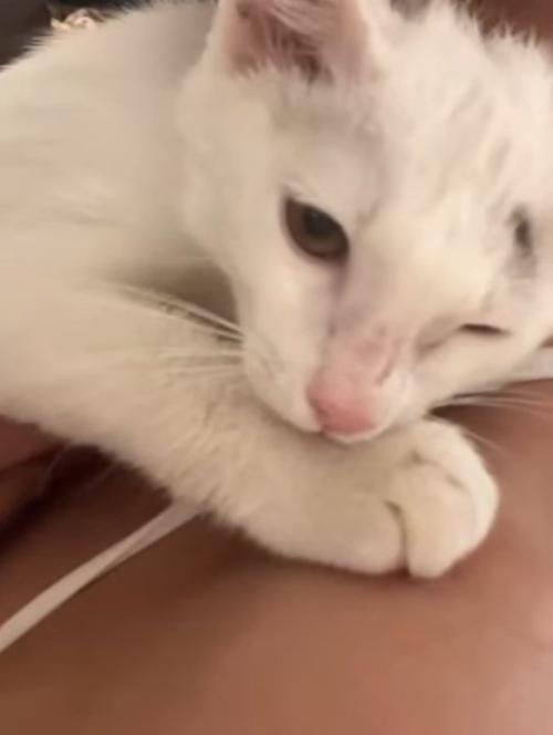 人にくっつく猫