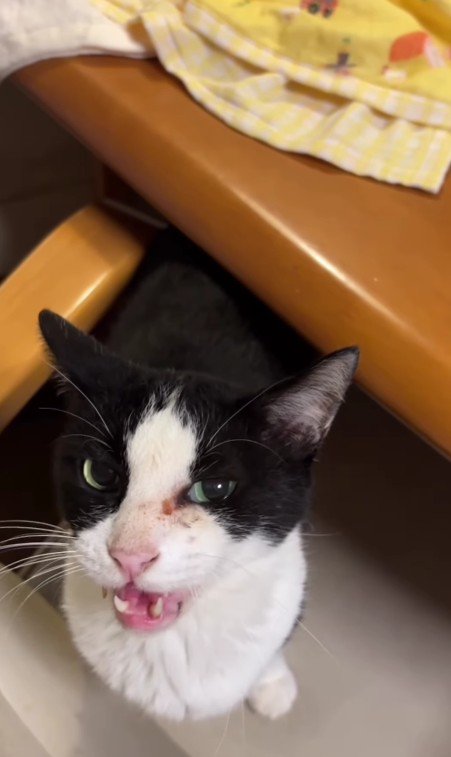 鳴いている猫
