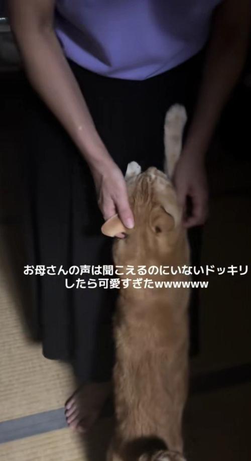飼い主に飛びつく猫