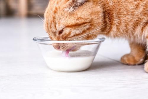 茶猫 ミルク