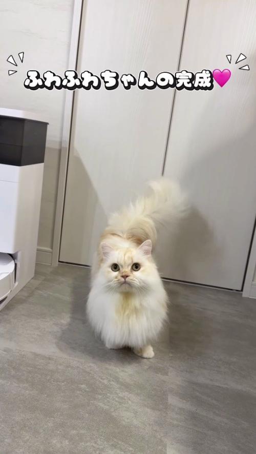 シャンプーをしてふわふわの毛並みになった猫
