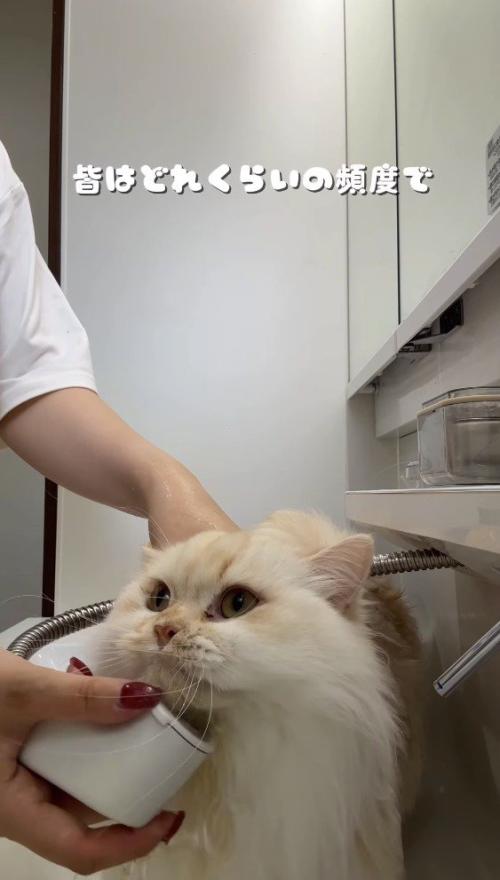 飼い主にシャワーをかけられる猫